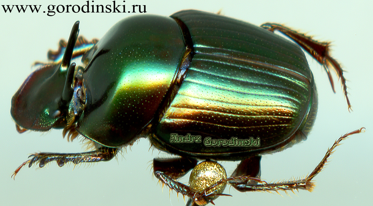 http://www.gorodinski.ru/copr/Onthophagus dama.jpg